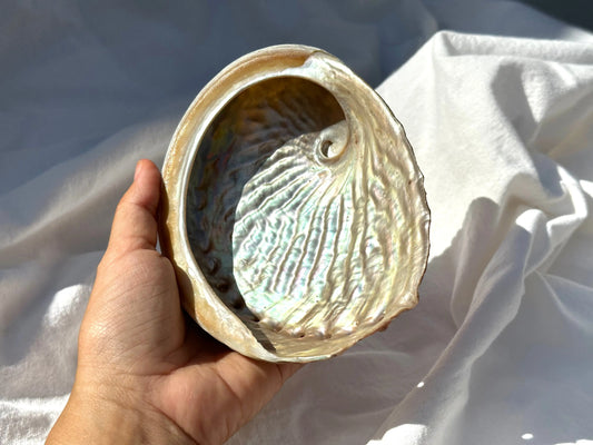 Abalone Shell Australia ✨ For fumigation or incense.